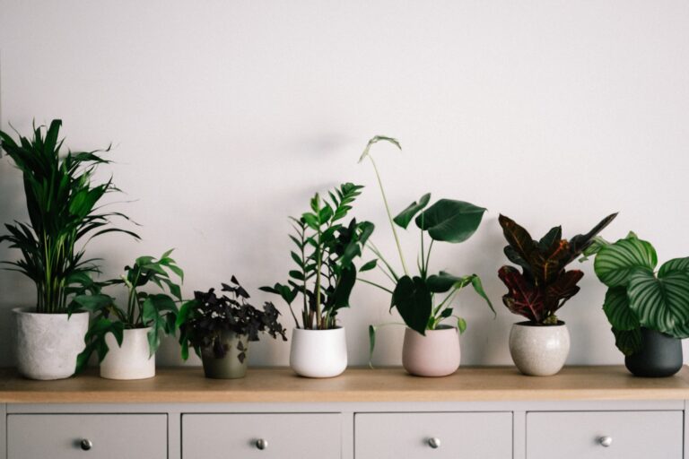 10 Secrets About Indoor Plants