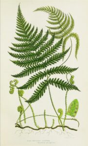 Fern